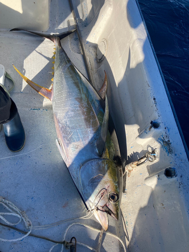 キハダマグロの釣果