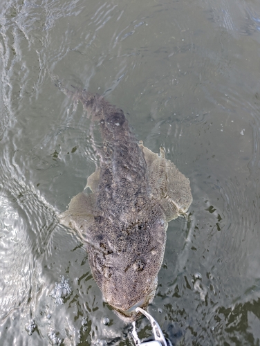 マゴチの釣果