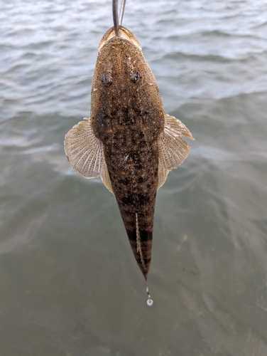 マゴチの釣果