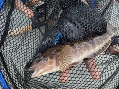 アイナメの釣果