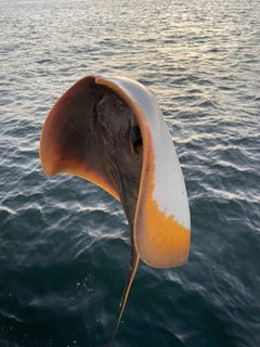 アカエイの釣果