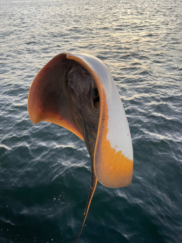 アカエイの釣果