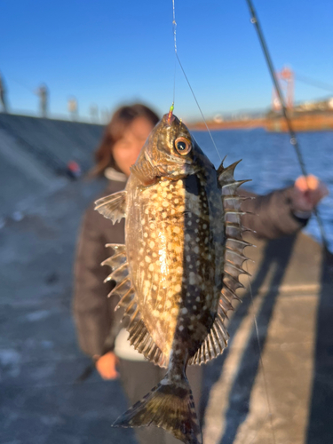 アイゴの釣果