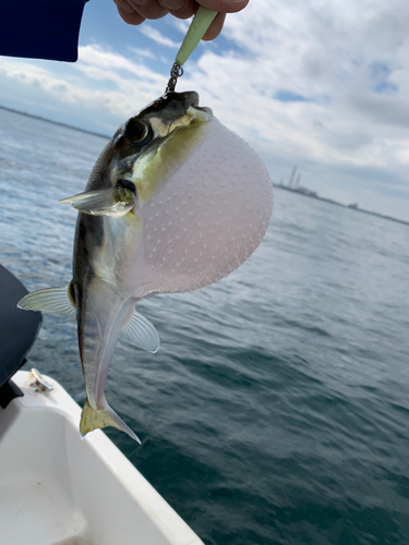 フグの釣果