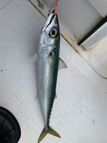 サバの釣果