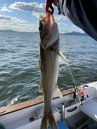 スズキの釣果