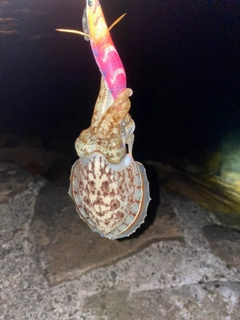 コウイカの釣果