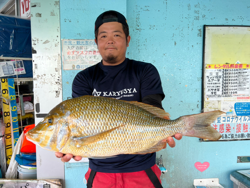 ハマフエフキの釣果