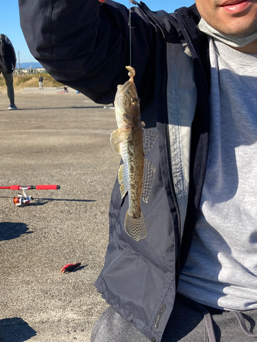 ハゼの釣果