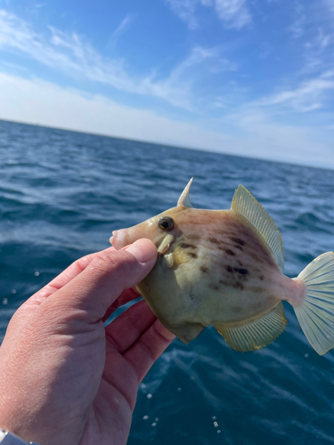 カワハギの釣果