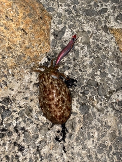 コウイカの釣果