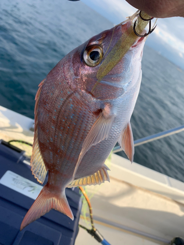 マダイの釣果