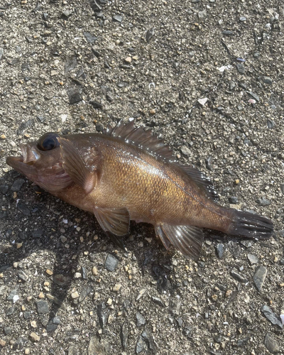 アカメバルの釣果