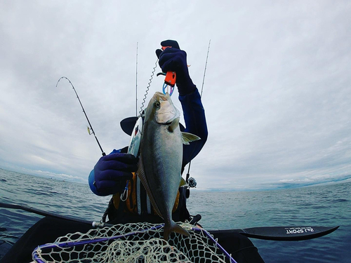 ショゴの釣果