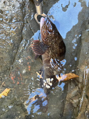 アイナメの釣果