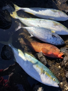 ハマチの釣果