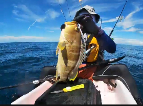 アオハタの釣果