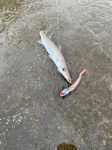 カマスの釣果