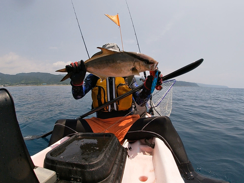 カンパチの釣果