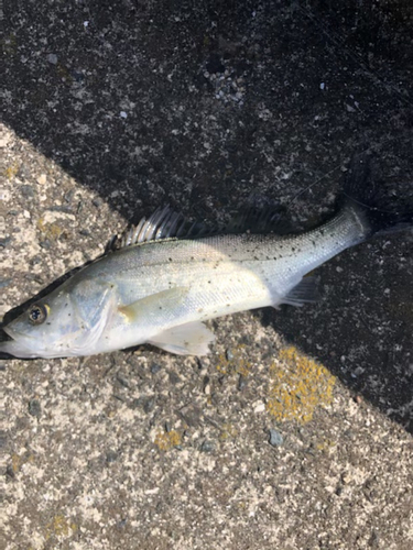 セイゴ（タイリクスズキ）の釣果