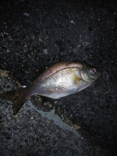 ウミタナゴの釣果