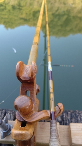 ヘラブナの釣果