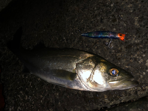 シーバスの釣果