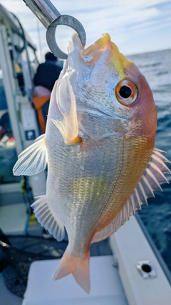 レンコダイの釣果