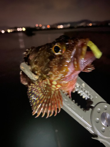 アラカブの釣果