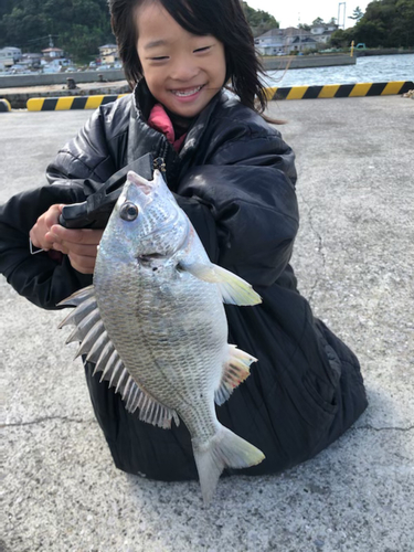 キチヌの釣果