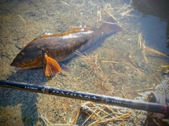 アイナメの釣果