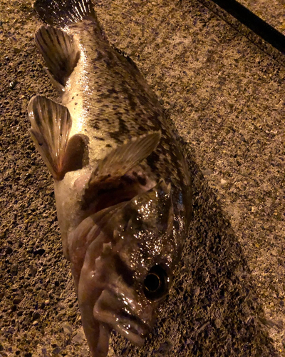 クロソイの釣果