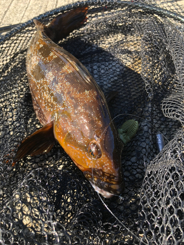 アイナメの釣果