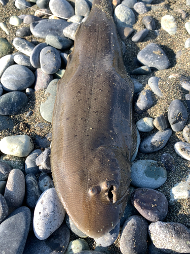 シタビラメの釣果