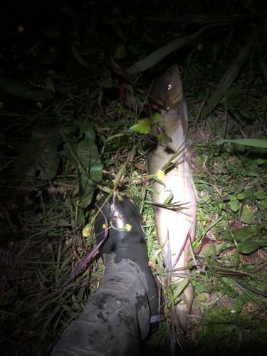 ナマズの釣果