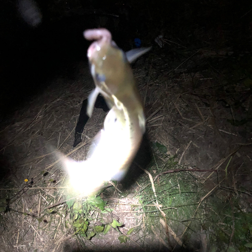 アメリカナマズの釣果