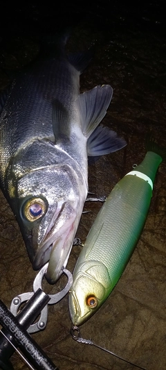 ヒラスズキの釣果