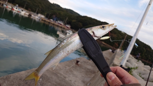 アカカマスの釣果