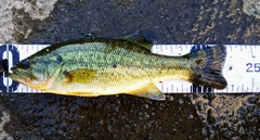 ブラックバスの釣果
