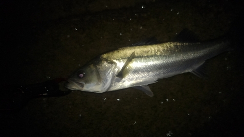 フッコ（マルスズキ）の釣果