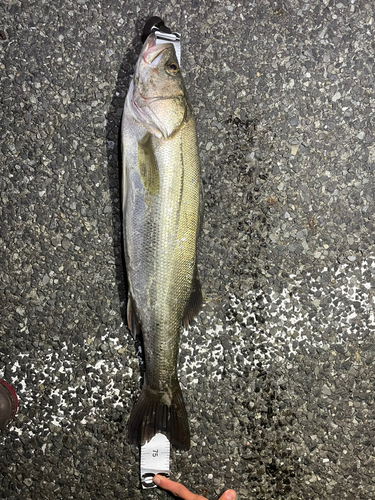 シーバスの釣果