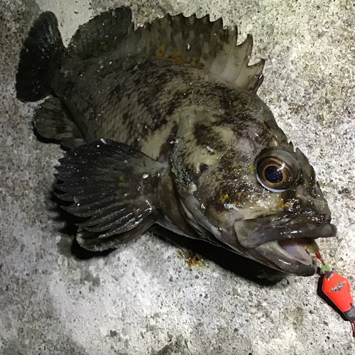 ハチガラの釣果