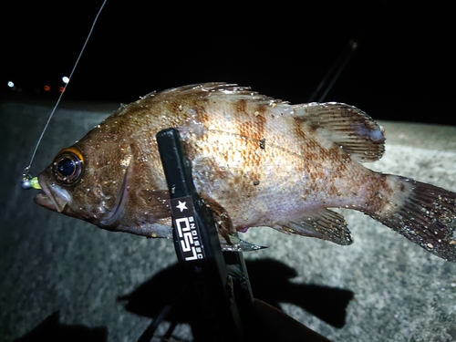 メバルの釣果