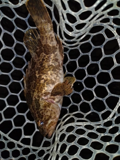 タケノコメバルの釣果