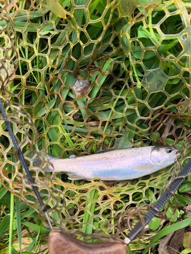 レインボートラウトの釣果