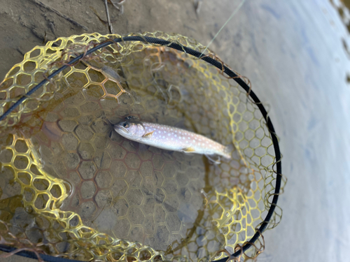 アメマスの釣果