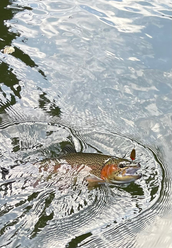 ニジマスの釣果