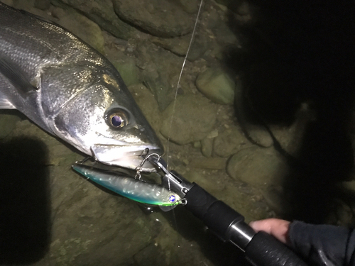 スズキの釣果