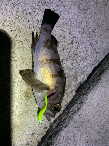 メバルの釣果