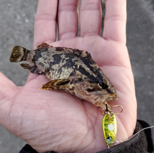 タケノコメバルの釣果